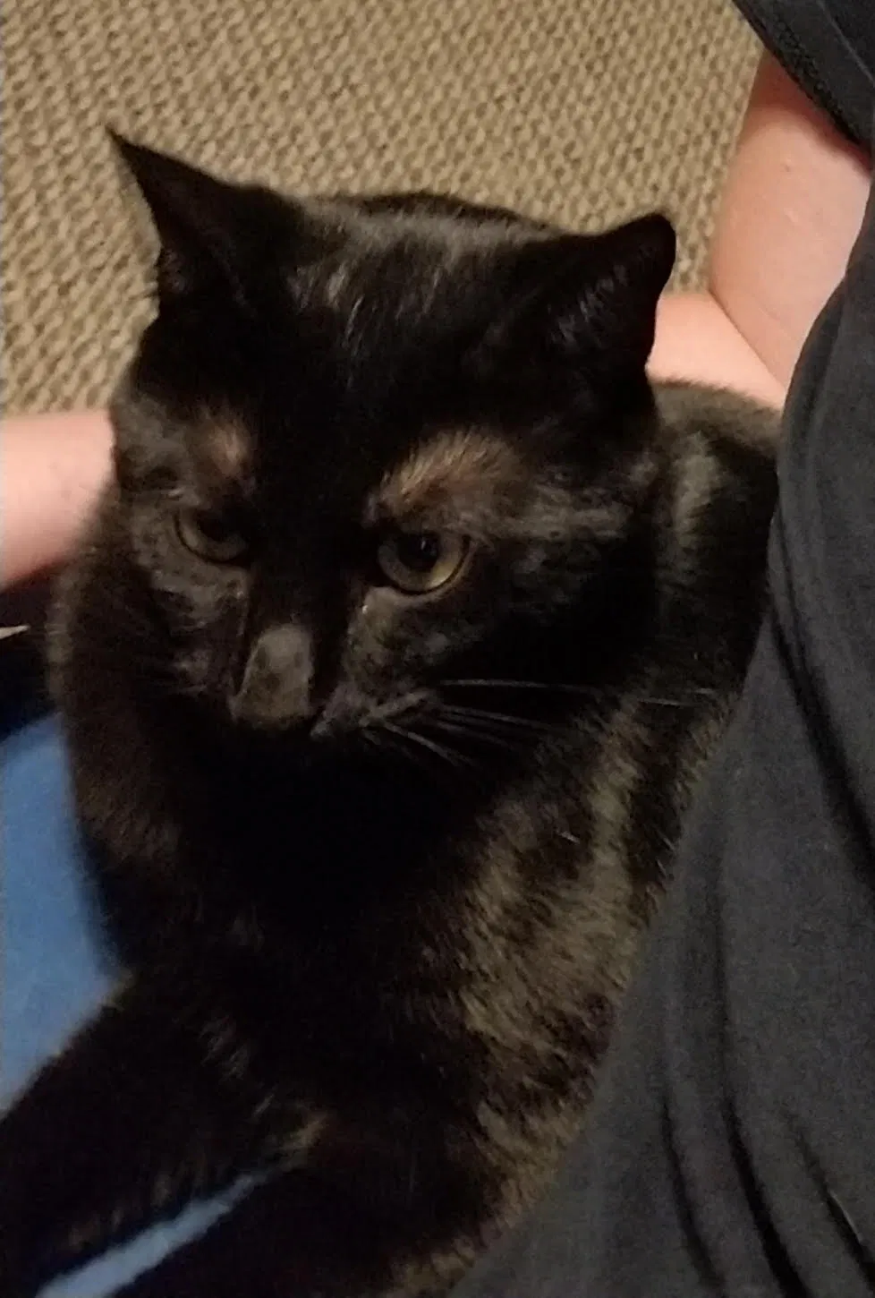 Lost cat in Round Rock, TX, 78681