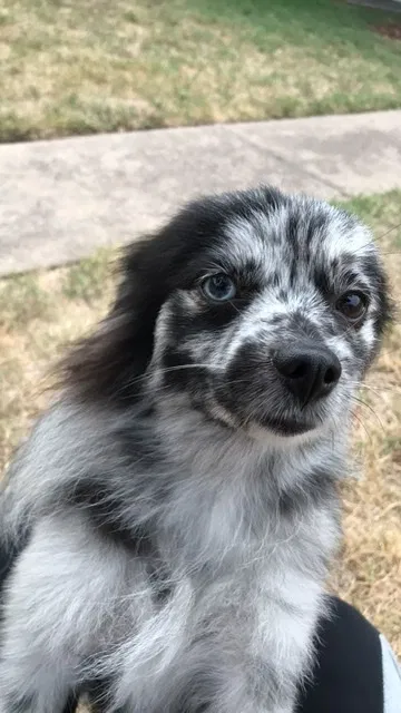 Lost dog in Austin, TX, 78751