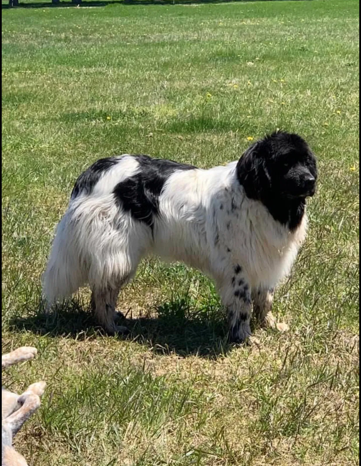 Lost dog in Tamarack, MN, 55787