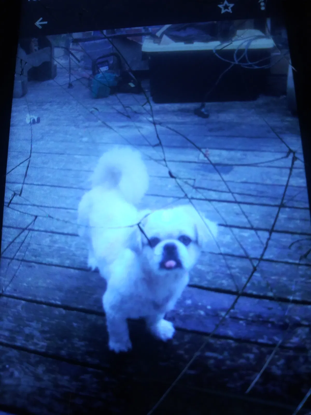 Lost dog in Malvern, AR, 72104