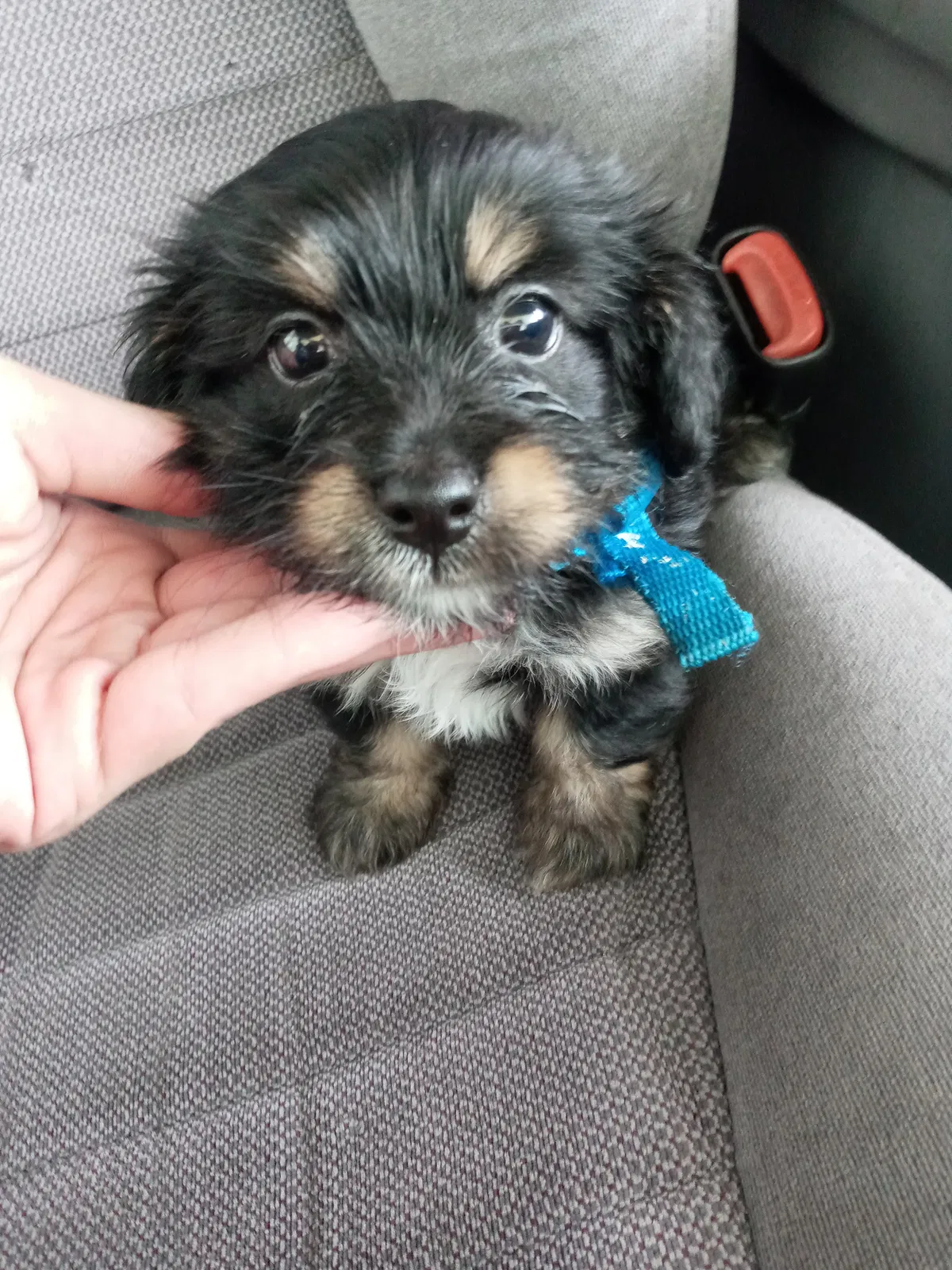 Lost dog in Slidell, LA, 70460