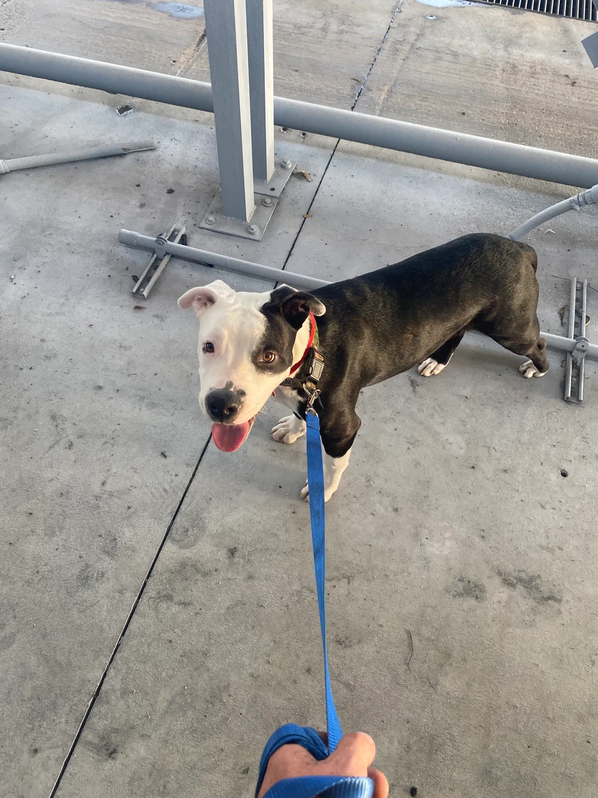 Lost dog in Albuquerque, NM, 87105