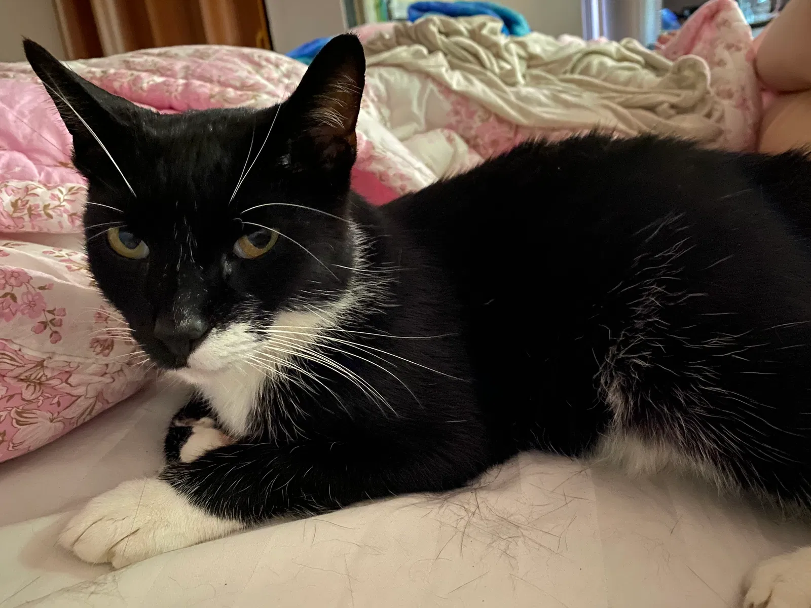 Lost cat in Essex, MD, 21221