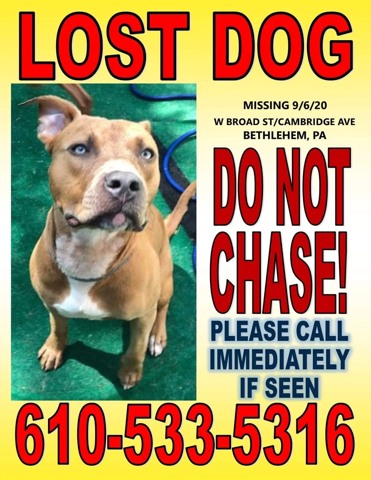 Lost dog in Bethlehem, PA, 18018