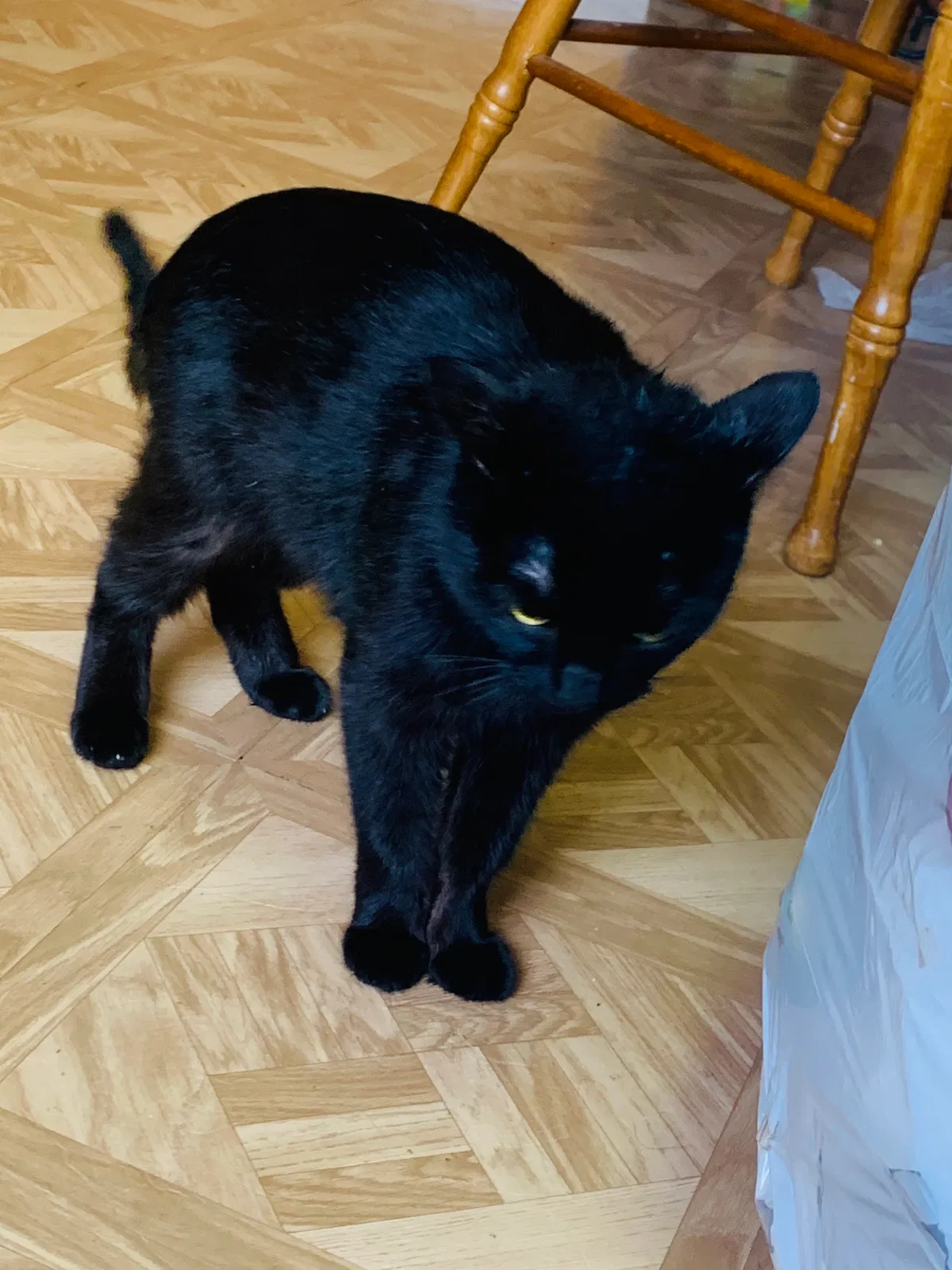 Lost cat in Perris, CA, 92570
