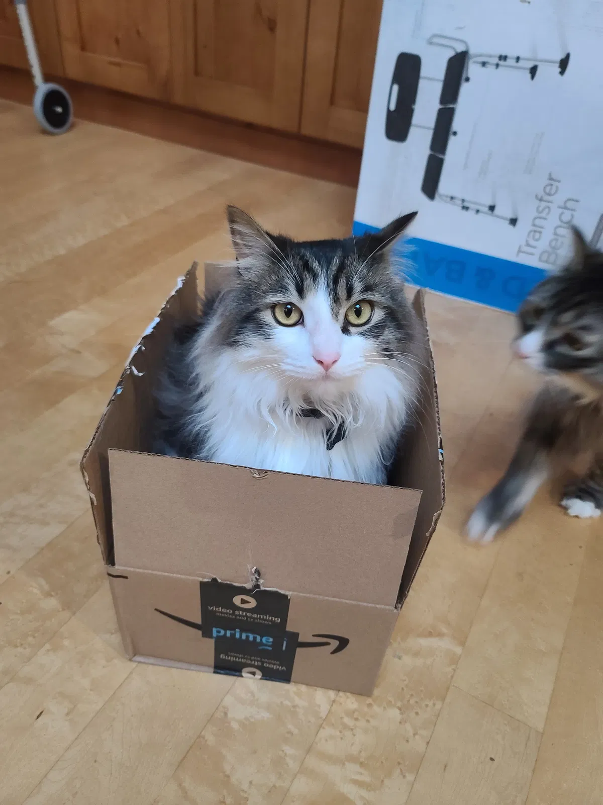 Lost cat in Edmonds, WA, 98026
