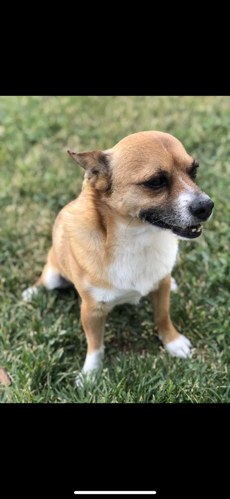 Lost dog in Aurora, CO, 80010
