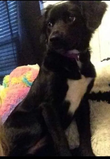 Lost dog in Thomasville, NC, 27360