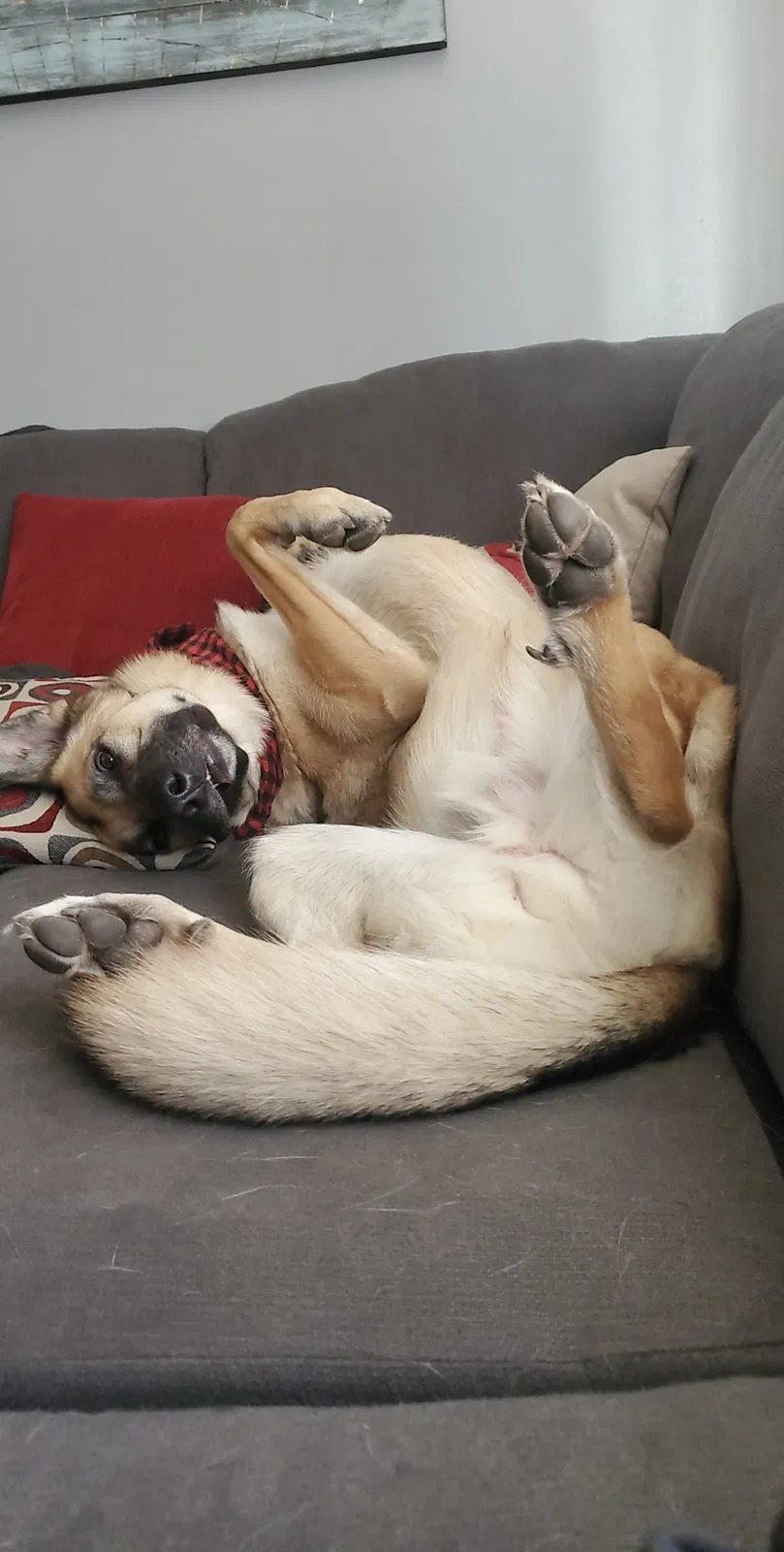 Lost dog in Livonia, MI, 48150