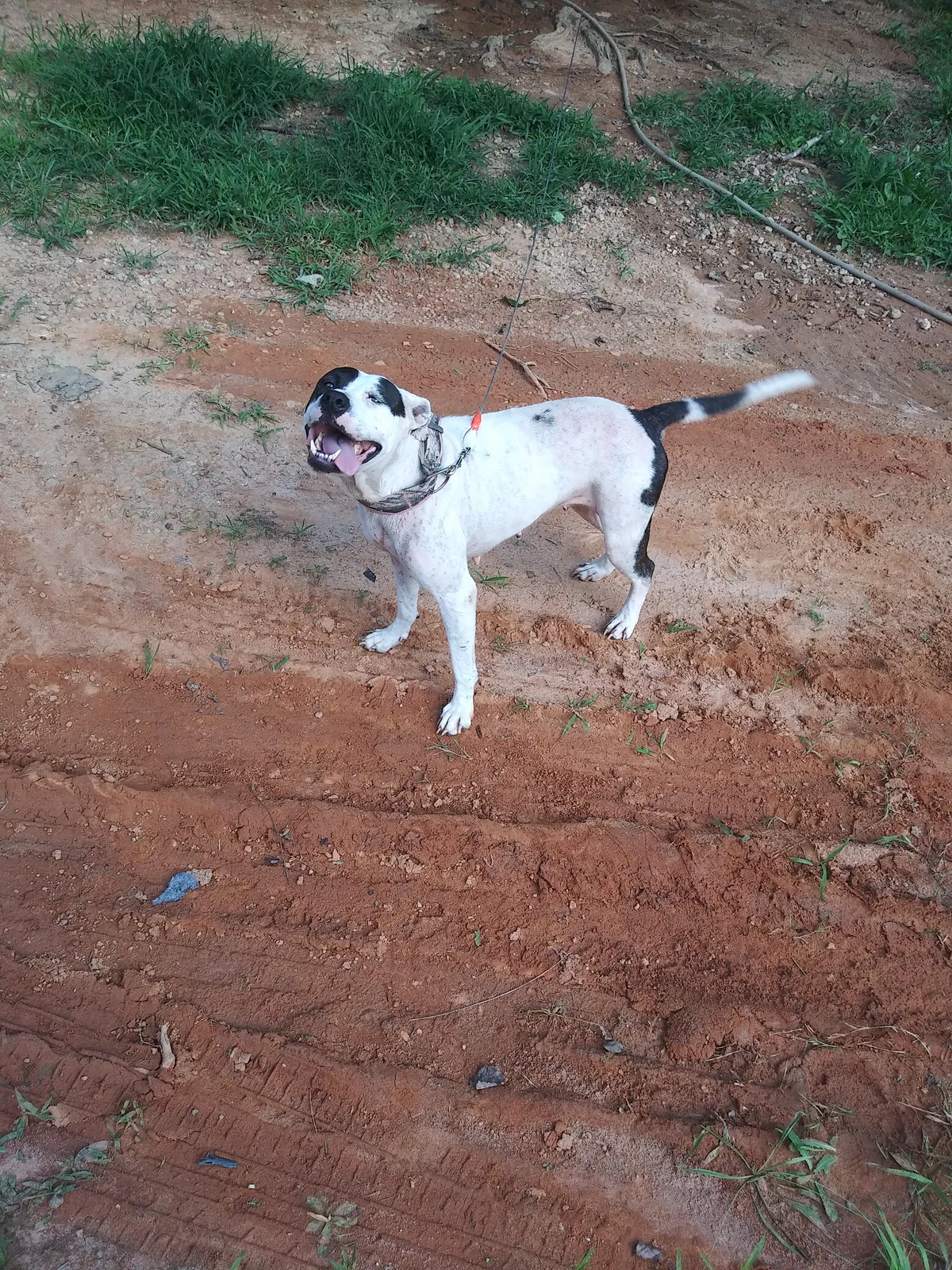 Lost dog in Marietta, SC, 29661
