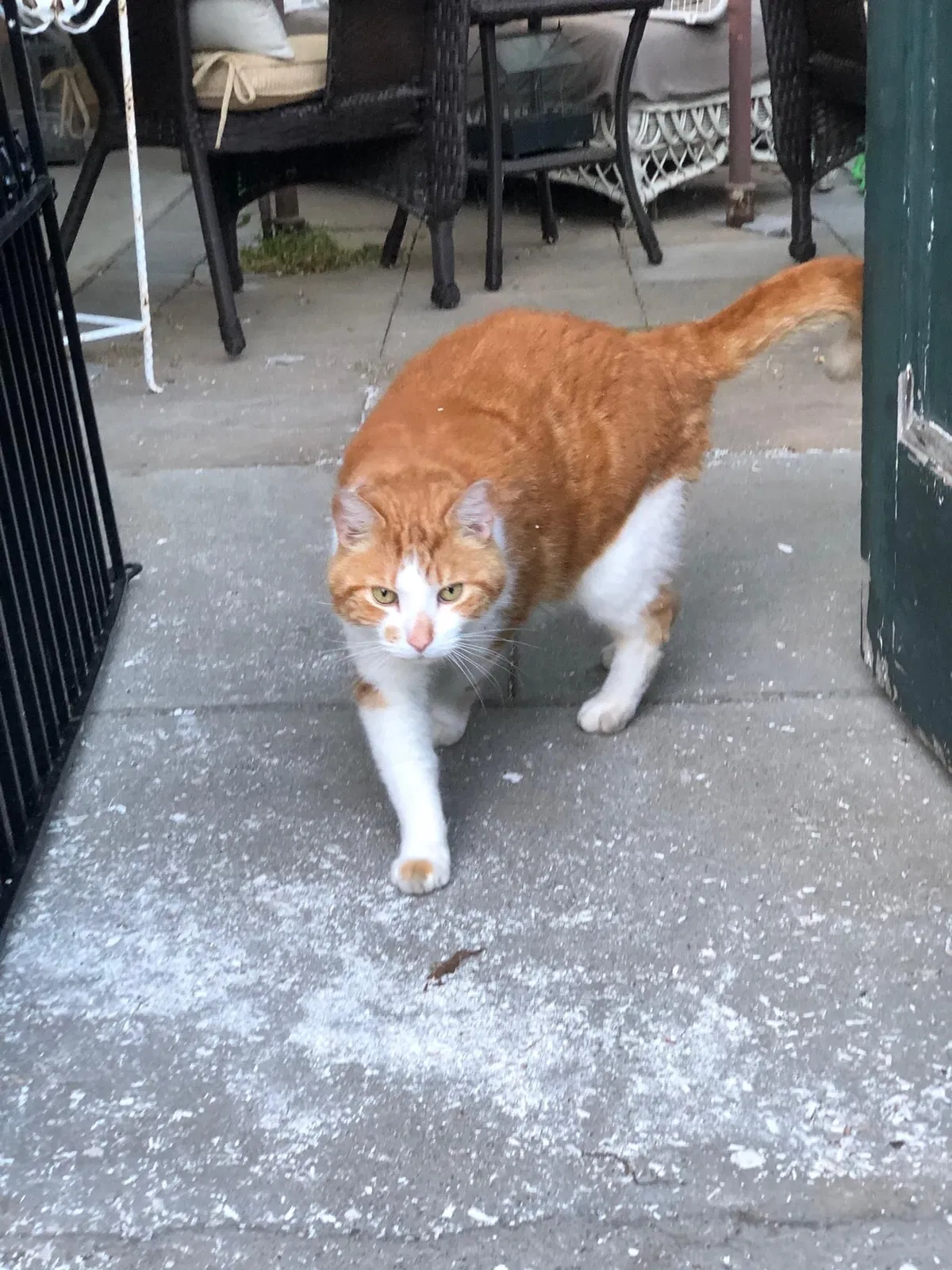 Lost cat in Whitinsville, MA, 1588