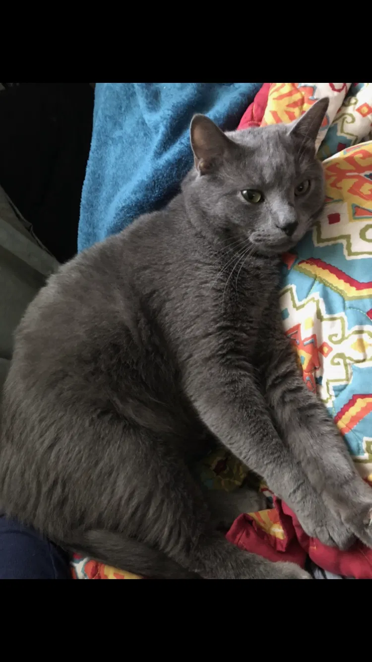 Lost cat in Lexington, KY, 40517