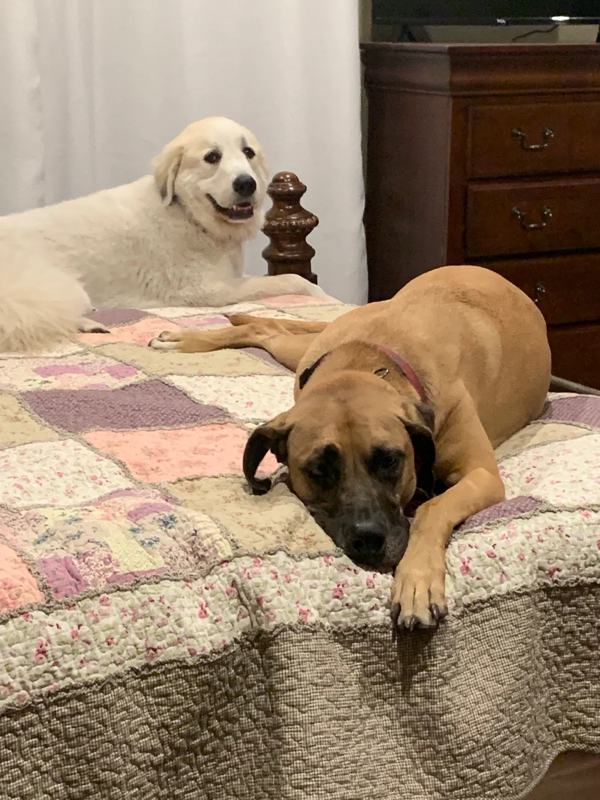 Lost dog in Columbia, SC, 29212