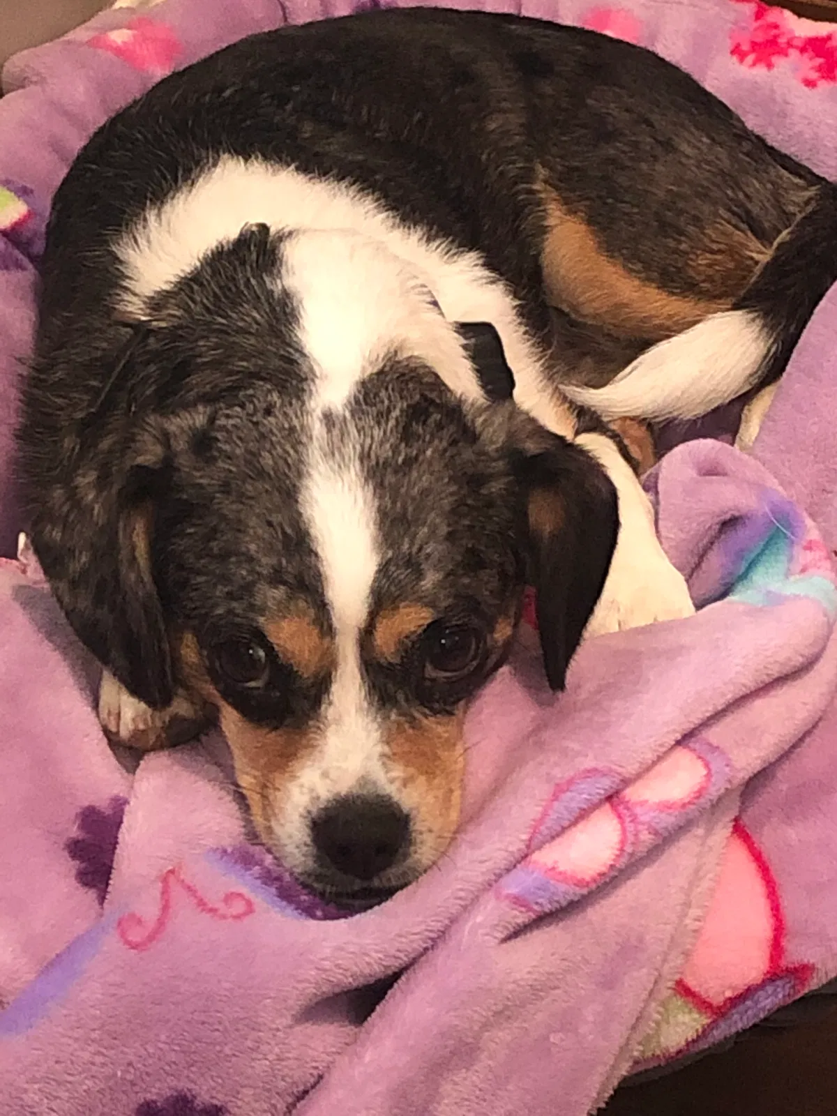 Lost dog in Fort Thomas, KY, 41075