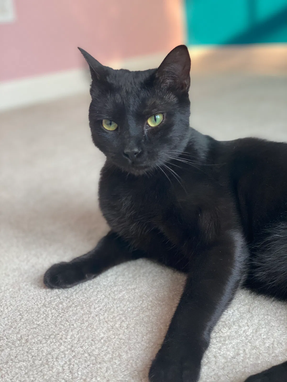 Lost cat in Reno, NV, 89506