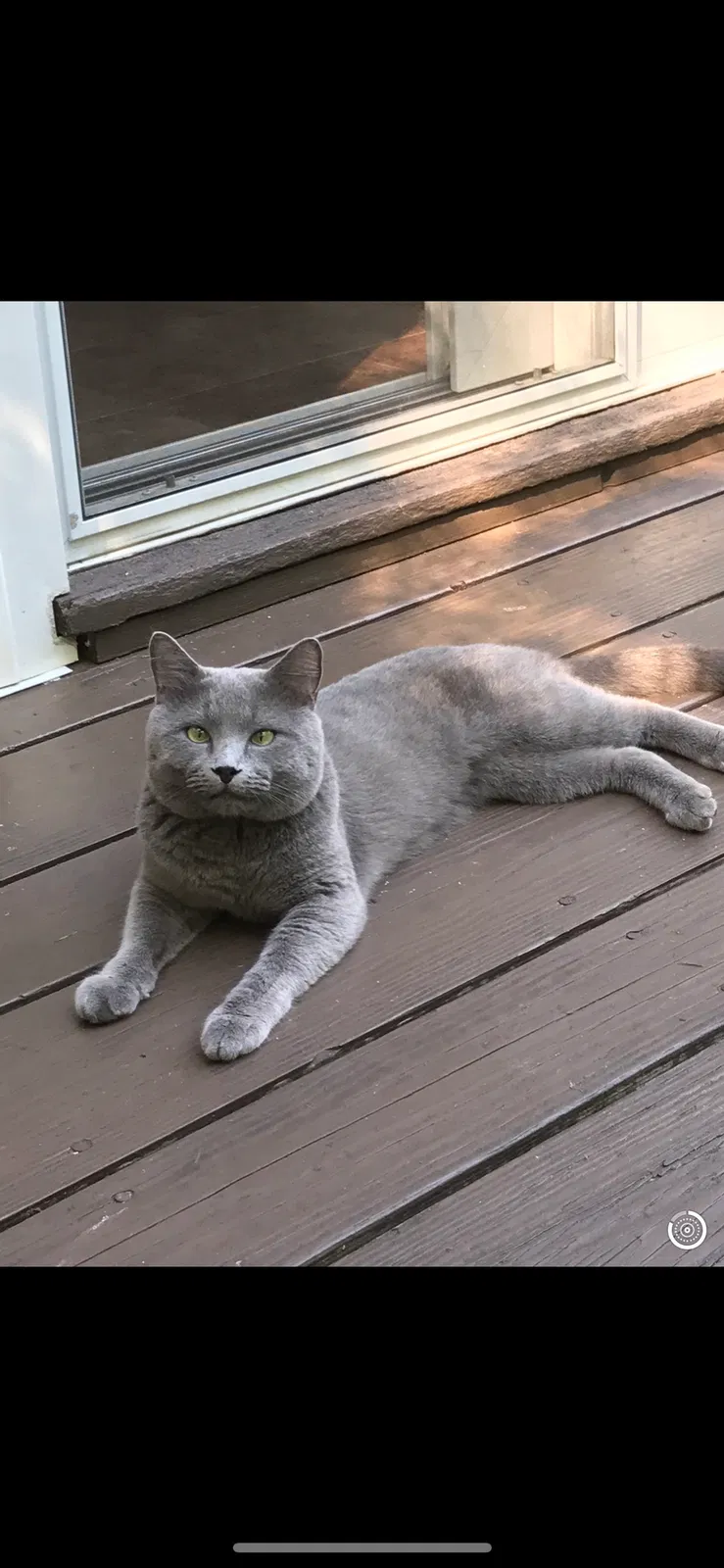 Lost cat in Redding, CT, 6896