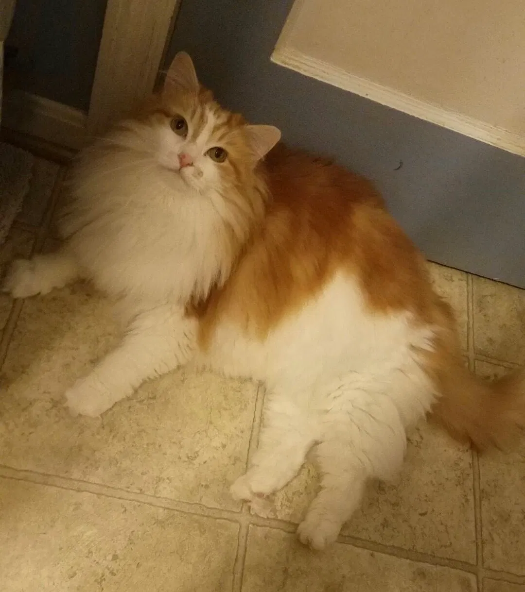 Lost cat in Cincinnati, OH, 45231