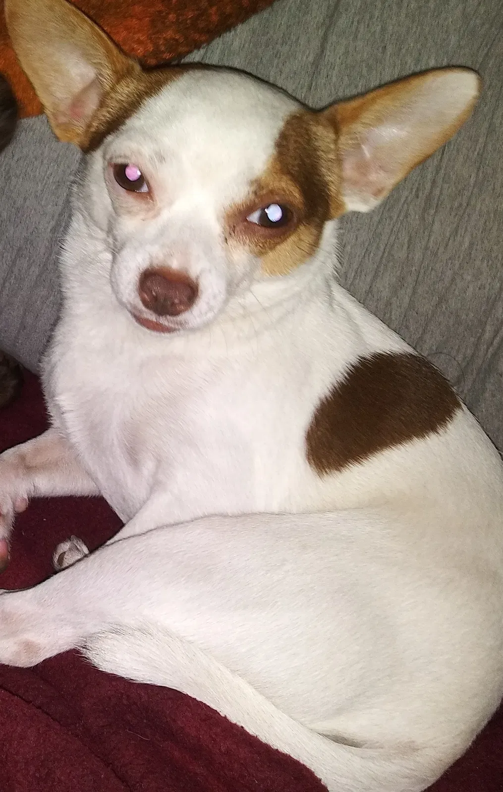 Lost dog in Corpus Christi, TX, 78416