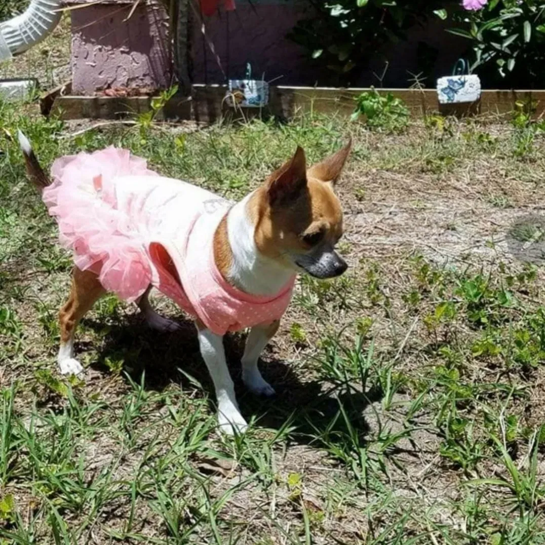 Lost dog in Stuart, FL, 34997