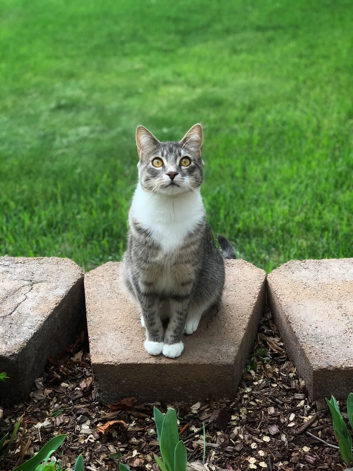 Lost cat in Draper, UT, 84020