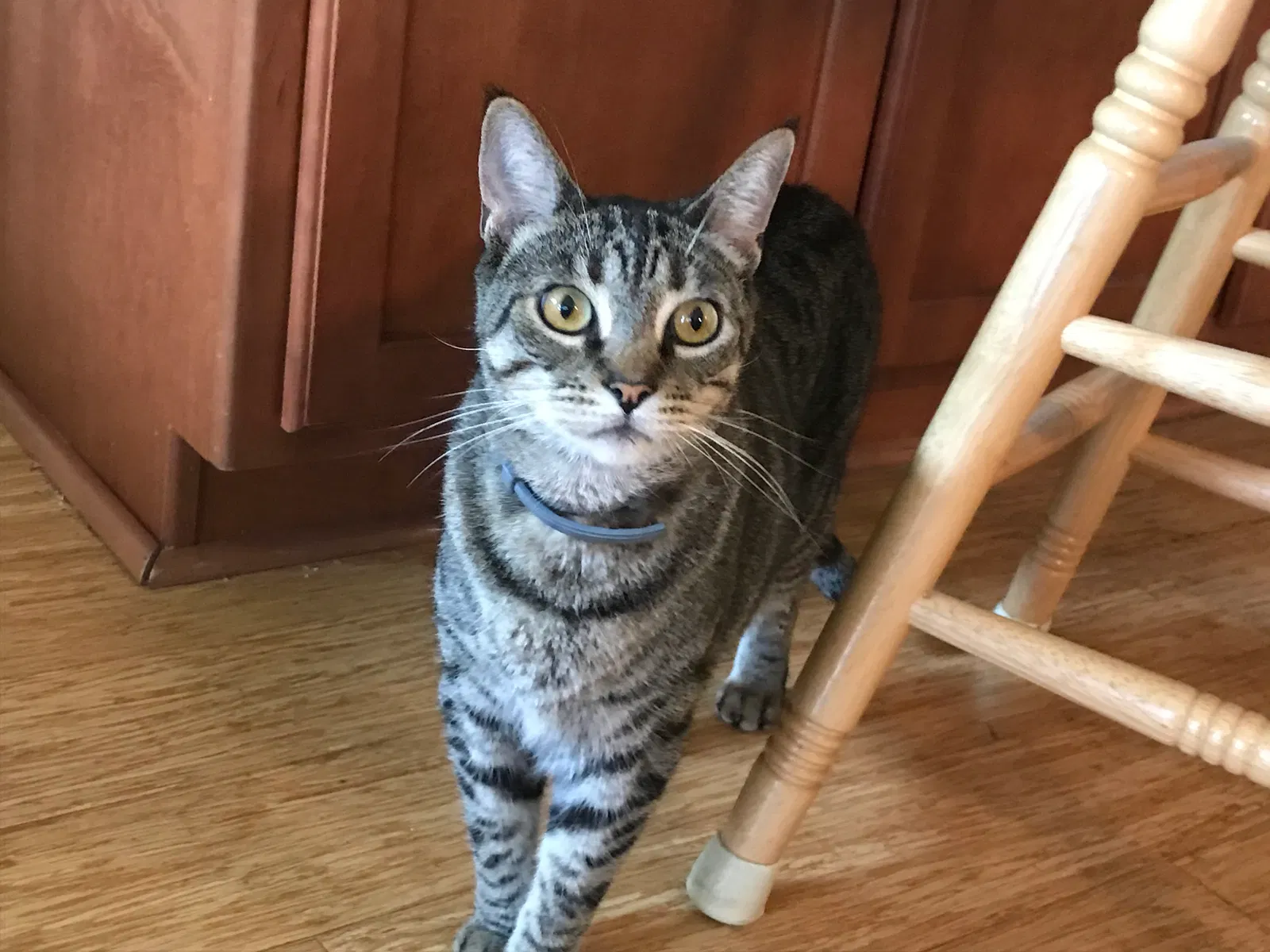 Lost cat in San Diego, CA, 92122