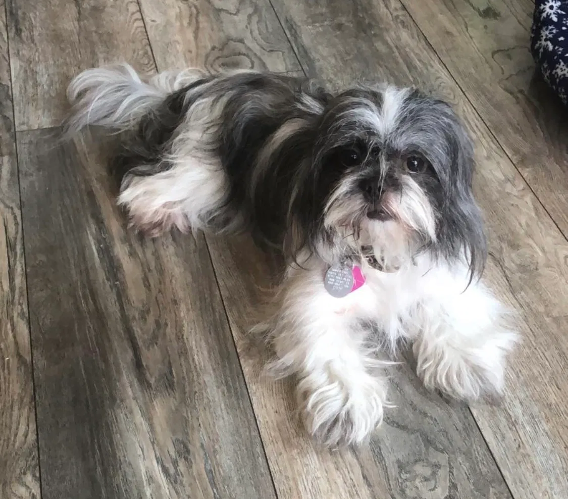 Lost dog in San Diego, CA, 92102