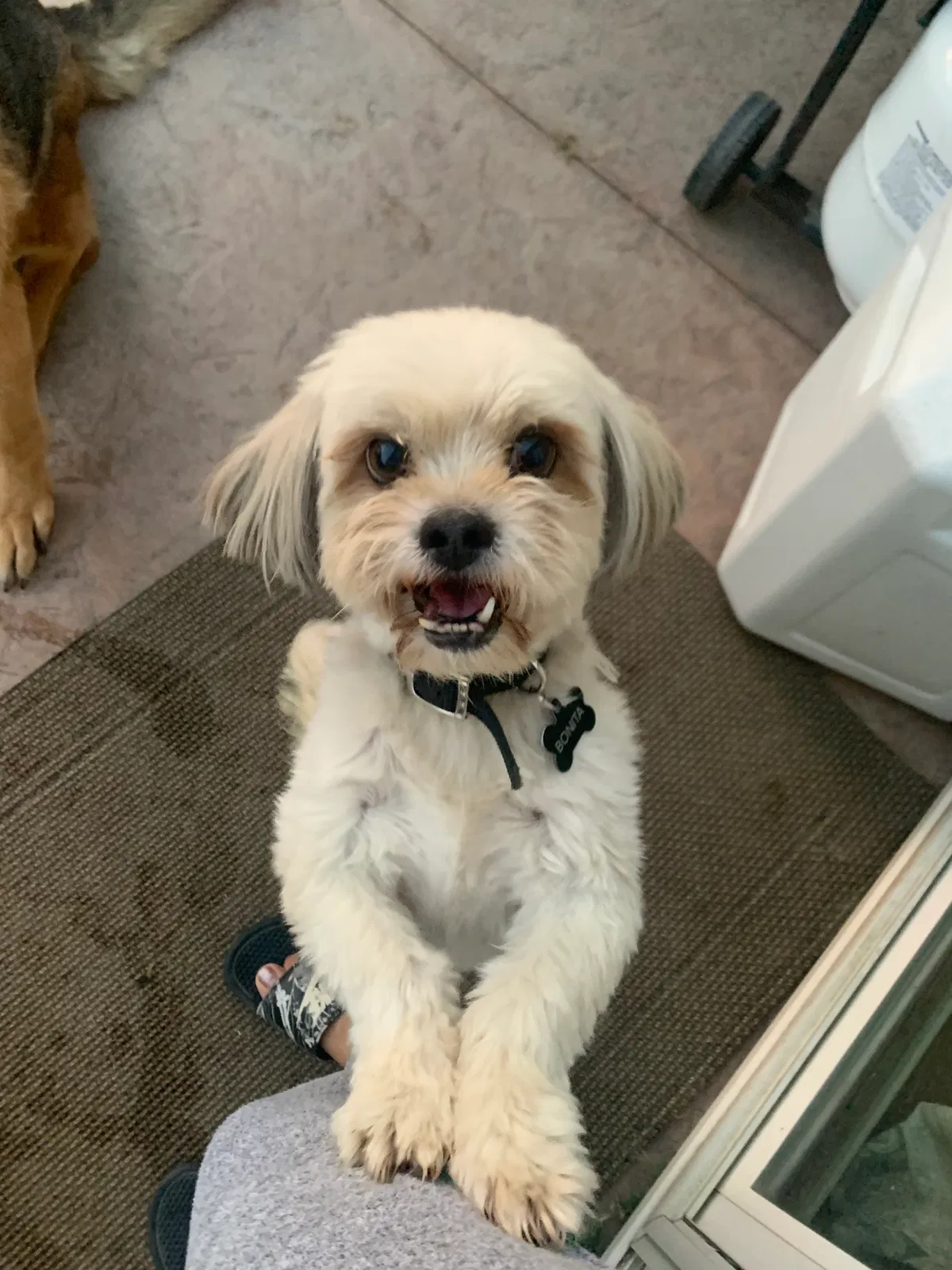 Lost dog in Bakersfield, CA, 93313