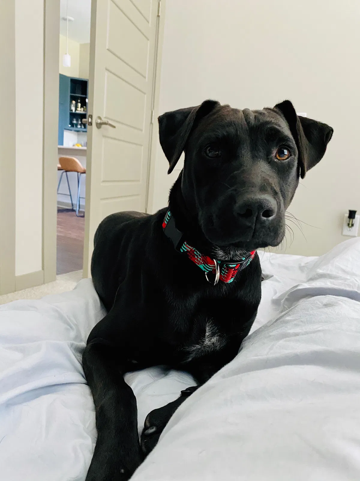 Lost dog in Charlotte, NC, 28206