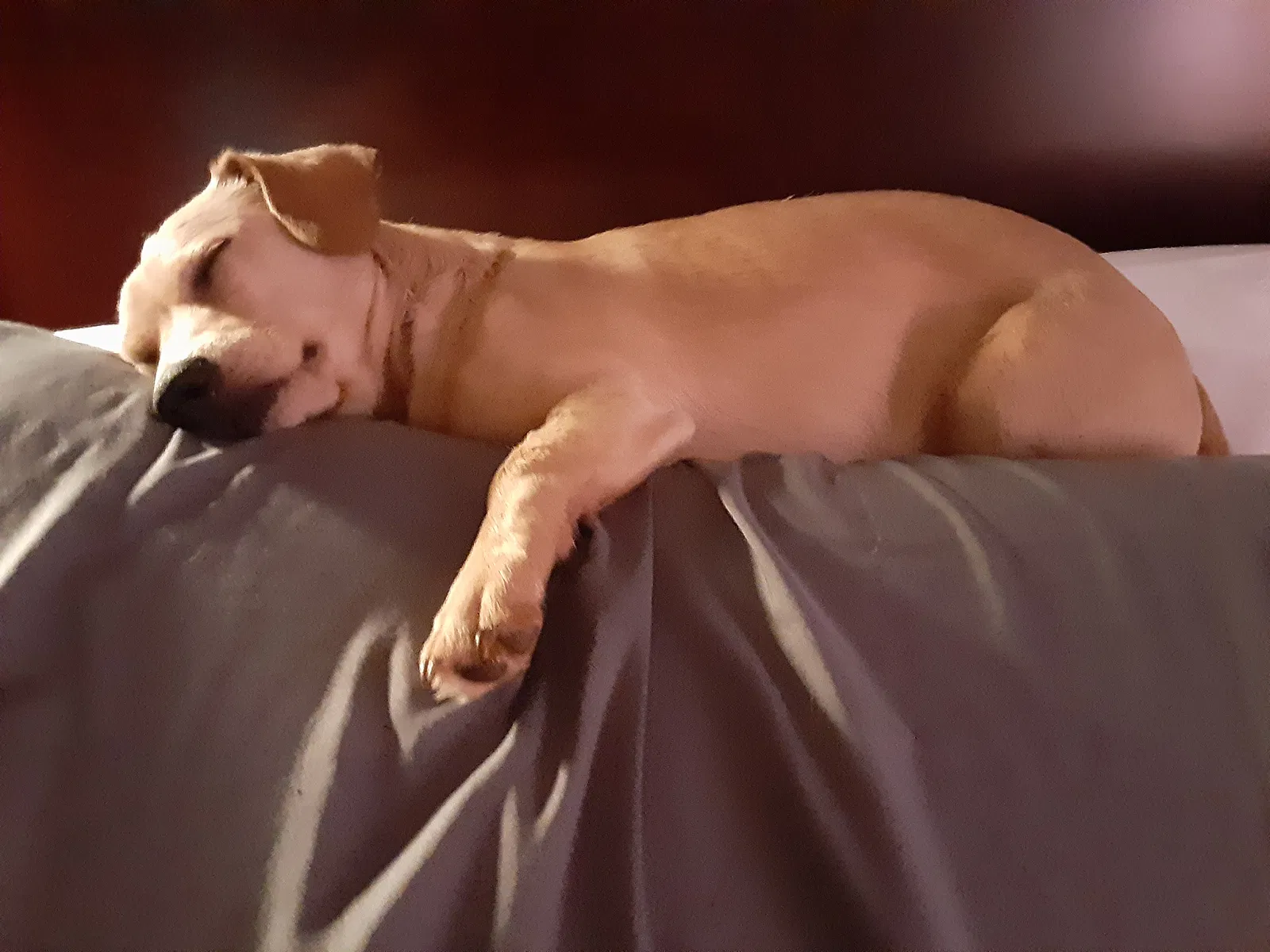 Lost dog in Columbiana, AL, 35051