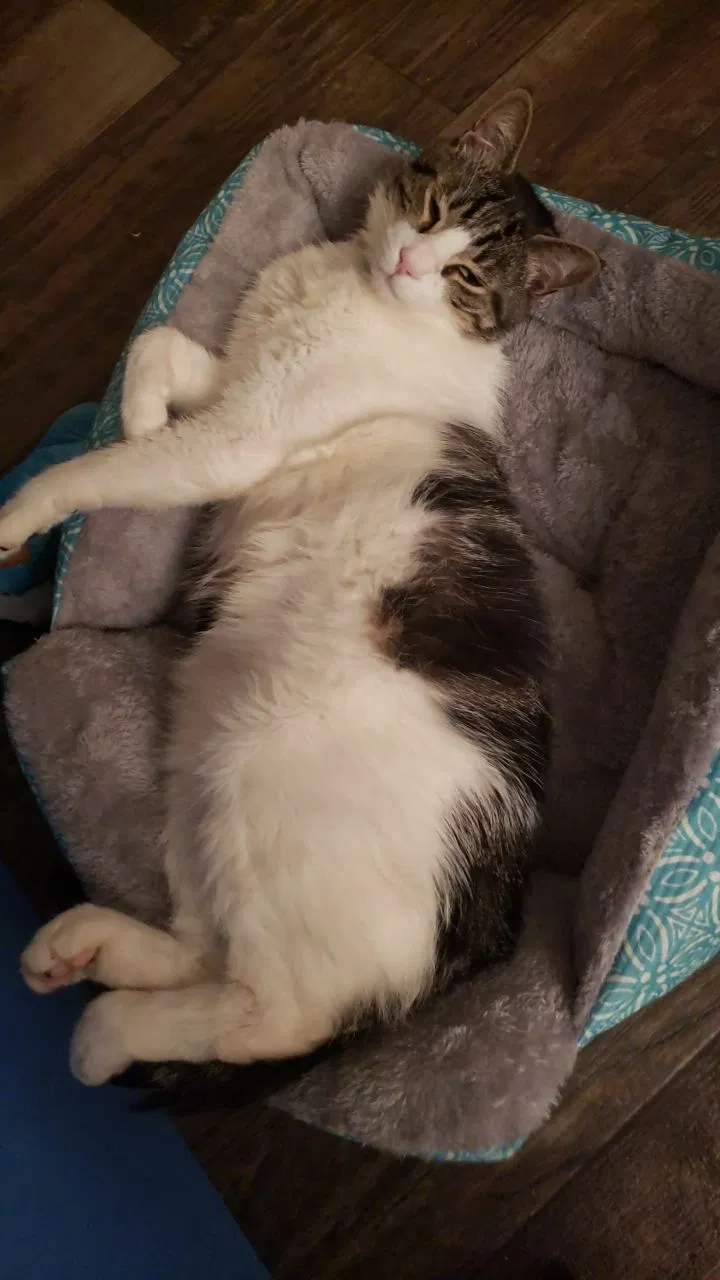 Lost cat in Winter Park, FL, 32792