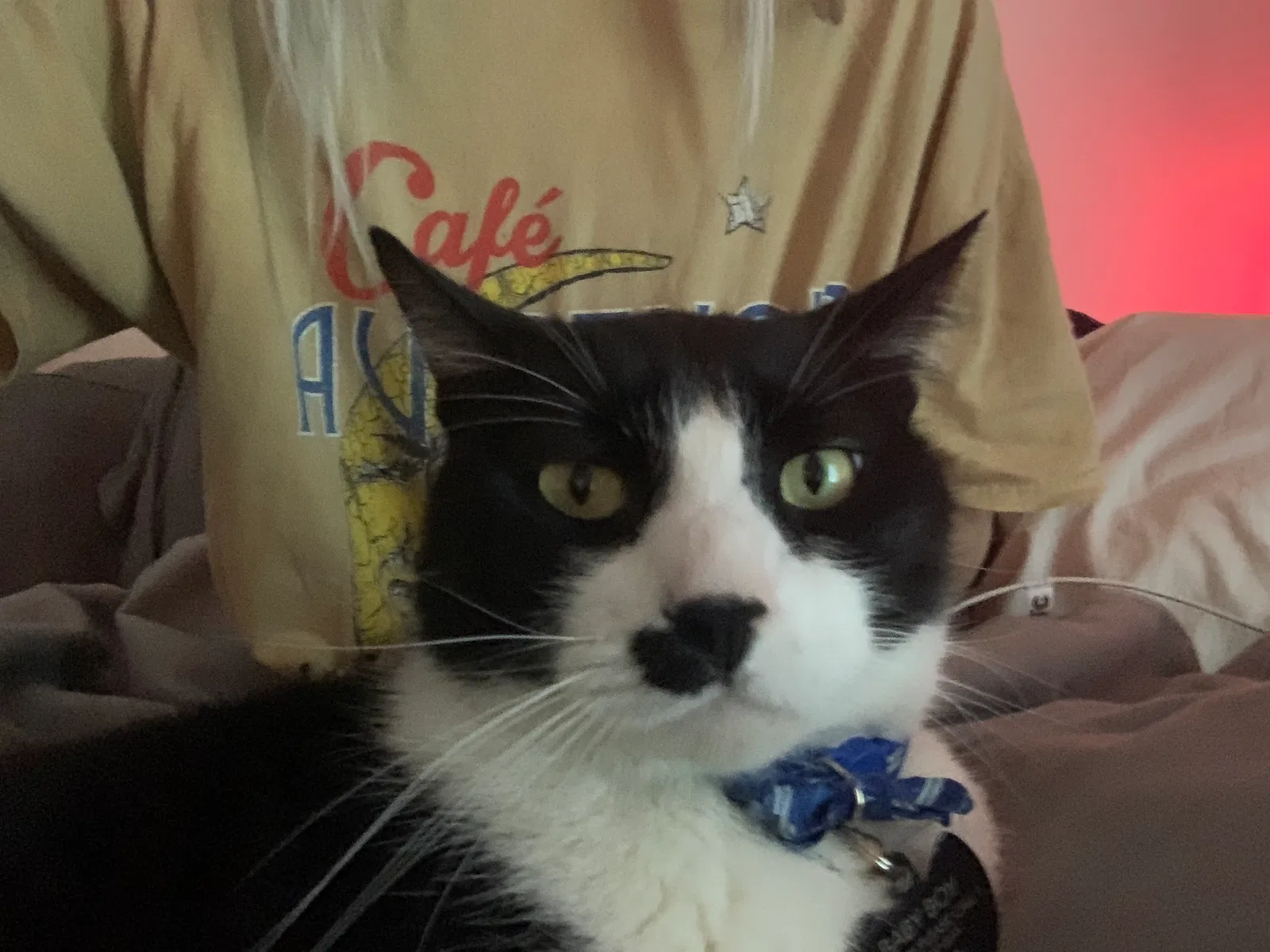 Lost cat in Avoca, TX, 79503