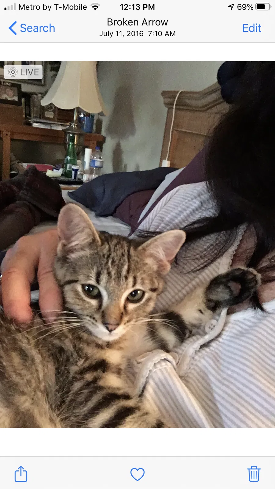Lost cat in Pensacola, FL, 32526