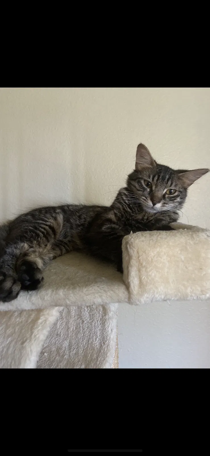 Lost cat in Tustin, CA, 92780