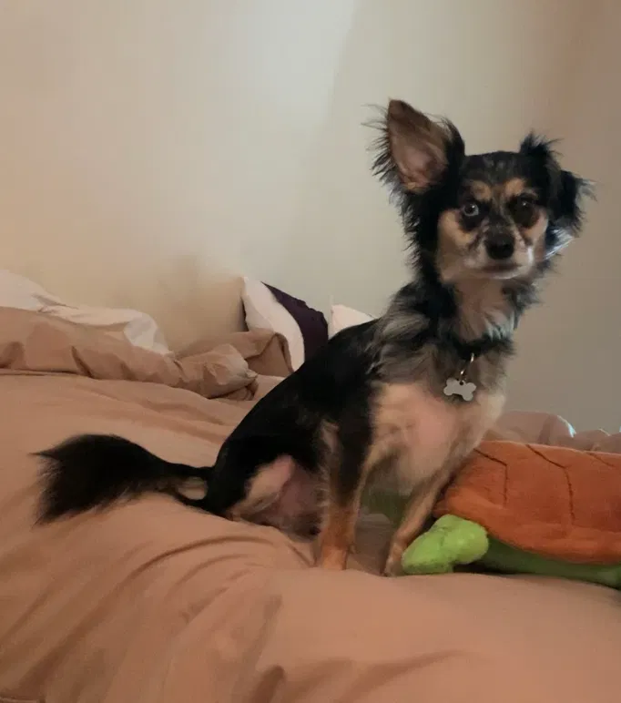 Lost dog in York, SC, 29745
