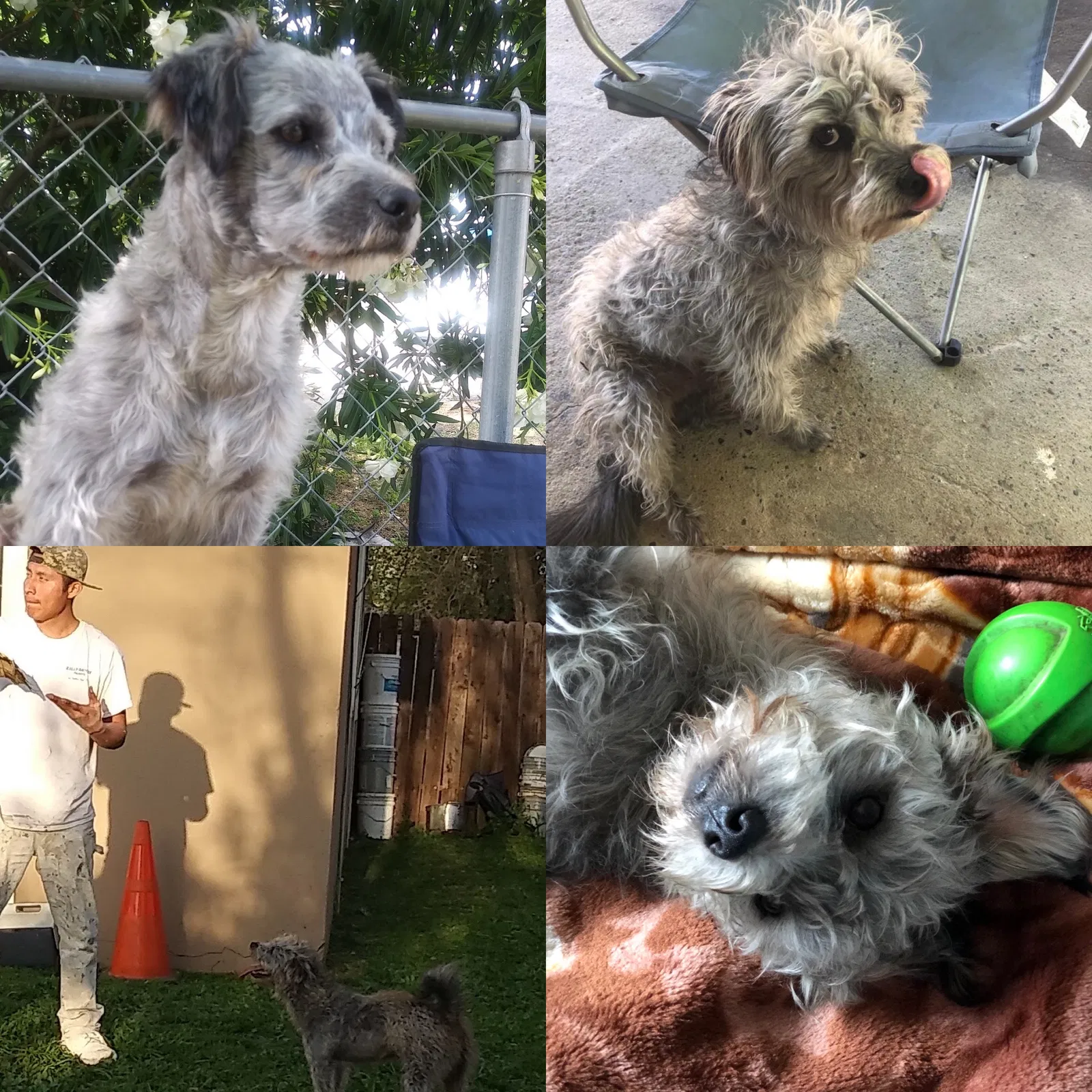 Lost dog in Stockton, CA, 95205