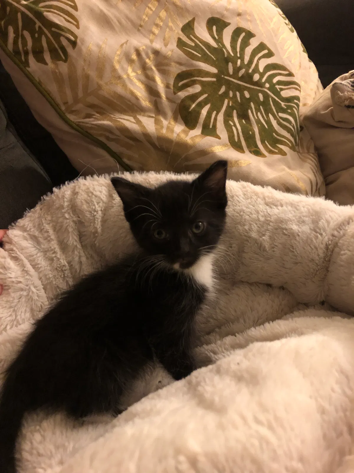 Lost cat in Columbus, OH, 43201