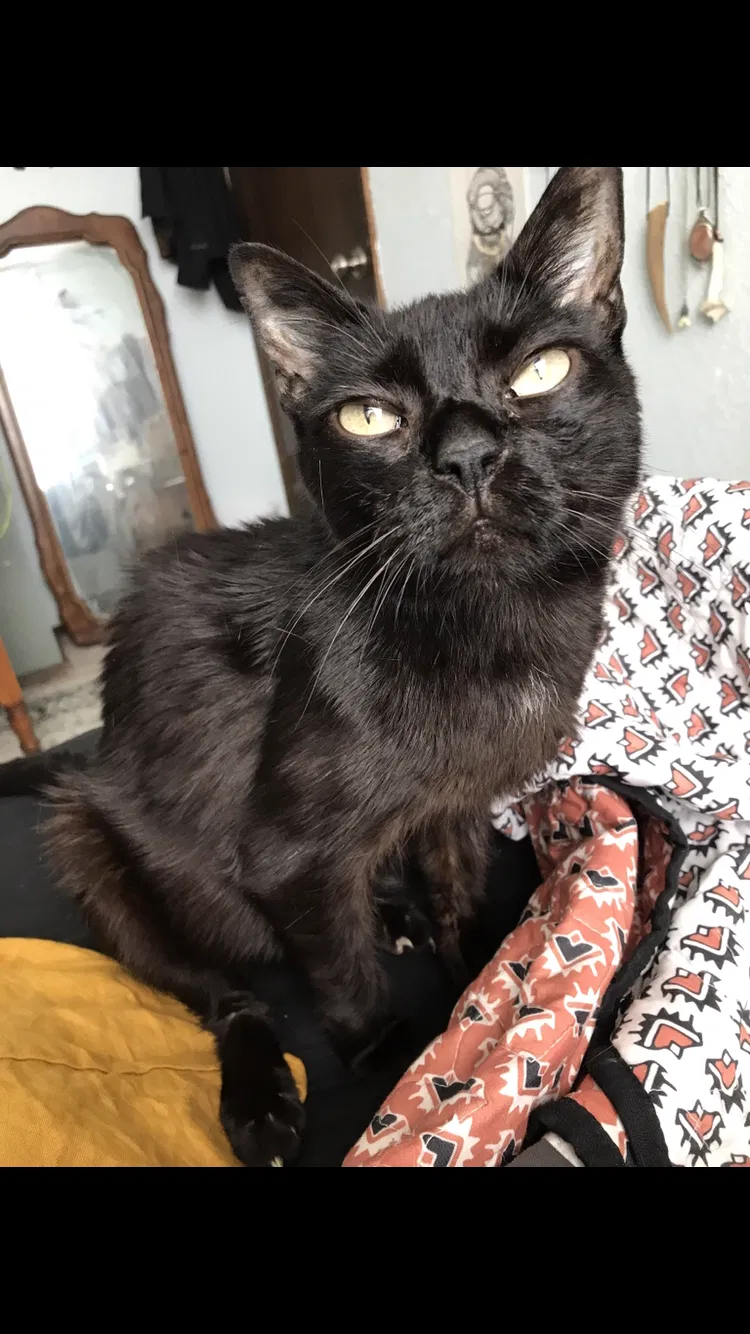 Lost cat in Olympia, WA, 98506