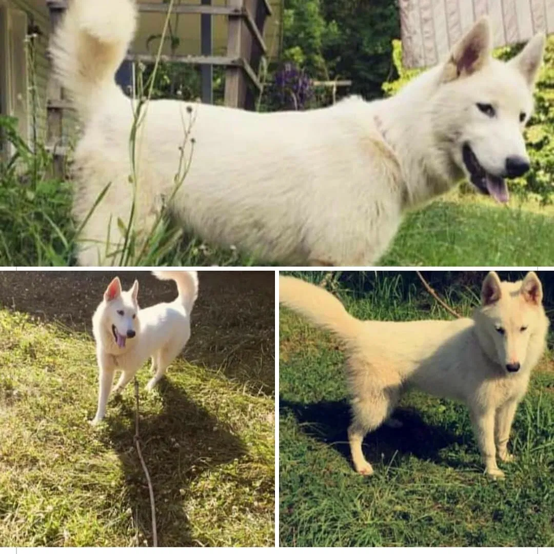 Lost dog in Leon, WV, 25123