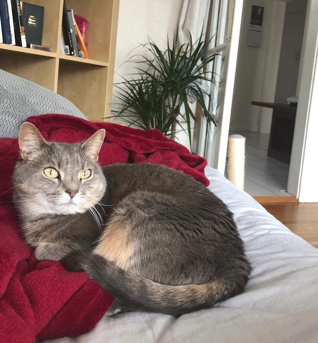 Lost cat in San Francisco, CA, 94122
