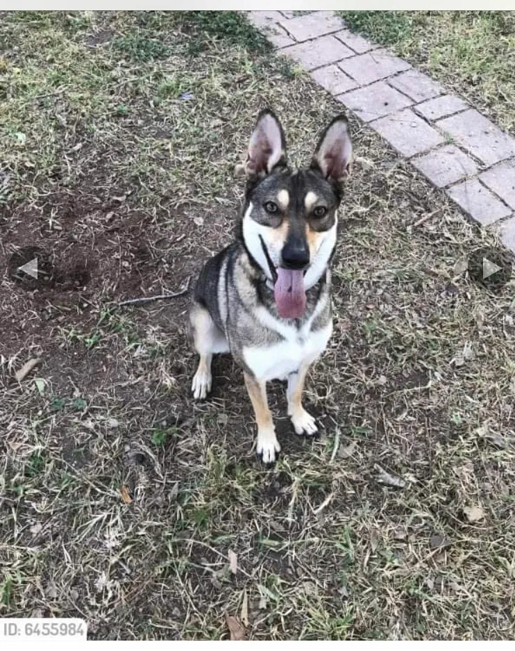Lost dog in Corpus Christi, TX, 78414