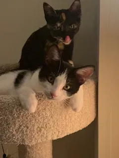 Lost cat in Saint Paul, MN, 55121