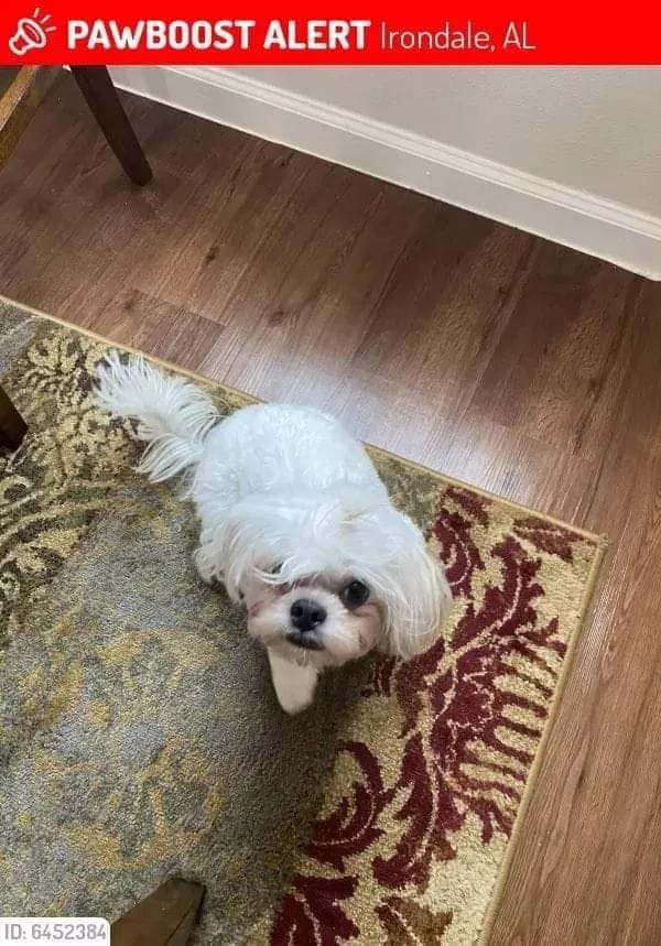 Lost dog in Birmingham, AL, 35210