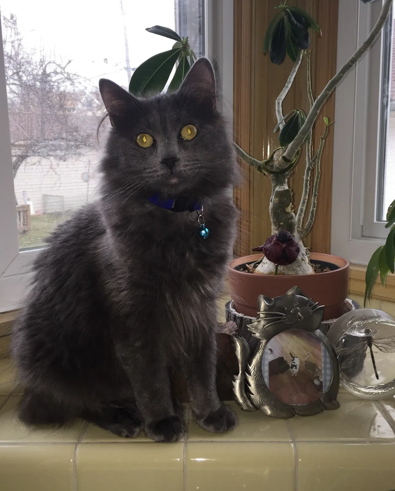Lost cat in Milwaukee, WI, 53215