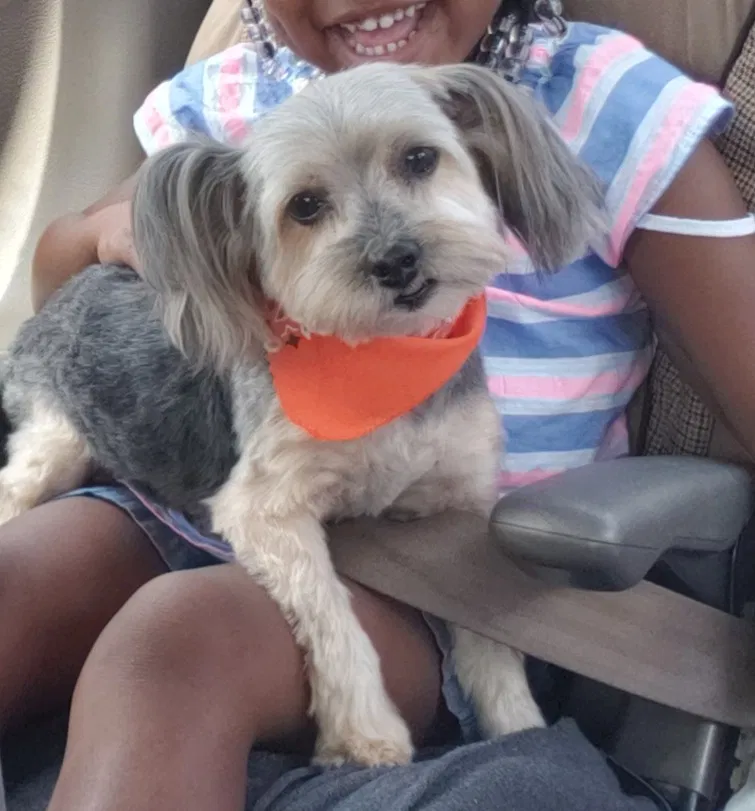 Lost dog in Cleveland, OH, 44120