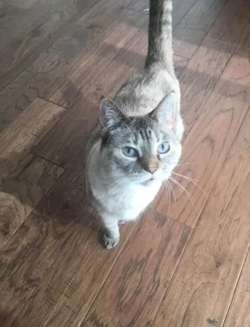 Lost cat in Cary, IL, 60013
