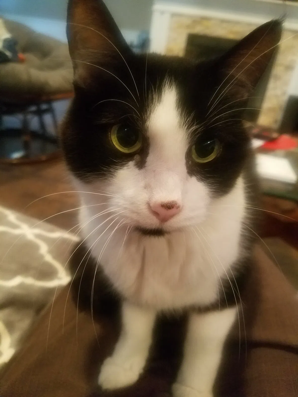 Lost cat in Hoffman Estates, IL, 60169