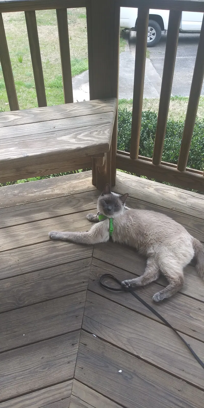 Lost cat in Acworth, GA, 30101