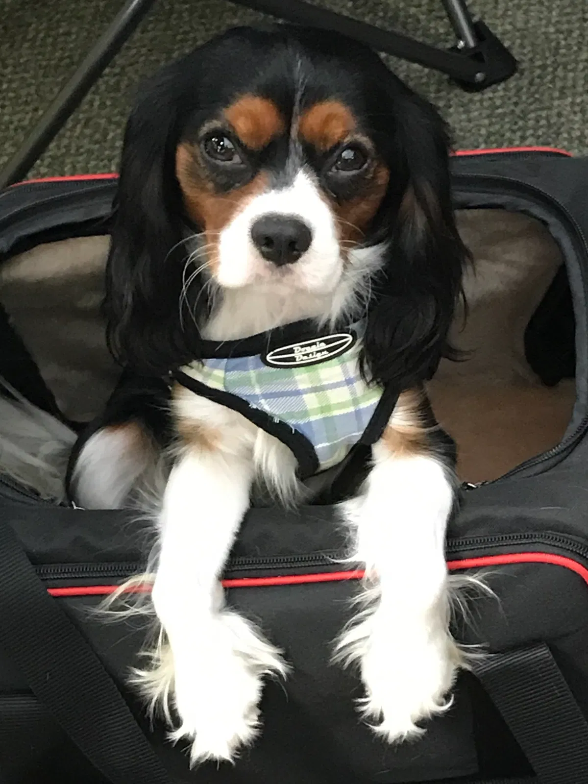 Lost dog in Cave Spring, GA, 30124