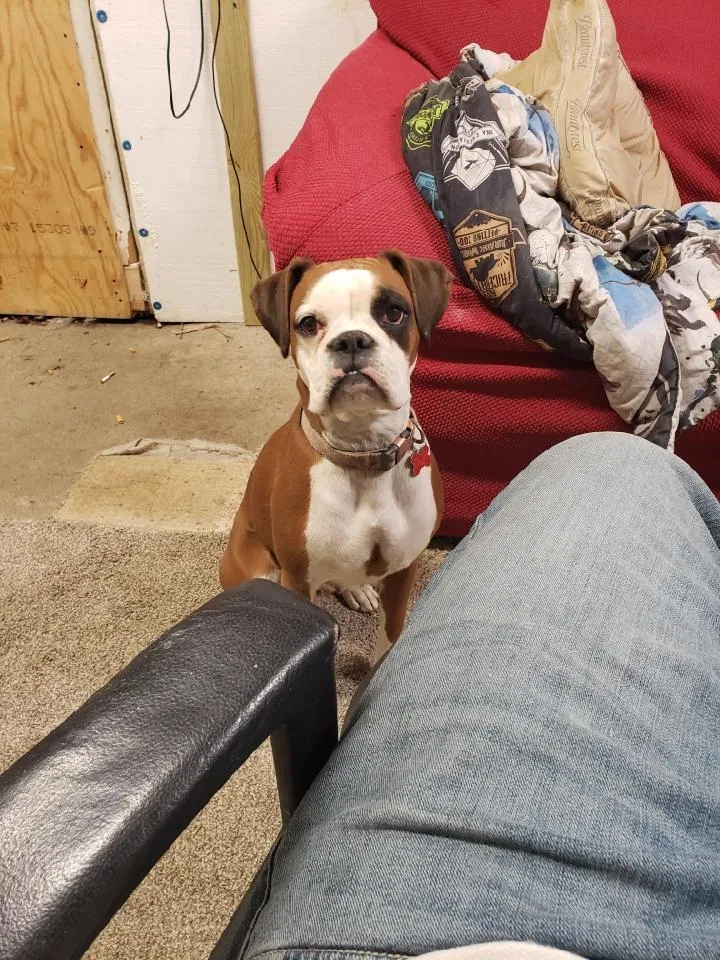 Lost dog in Cincinnati, OH, 45227