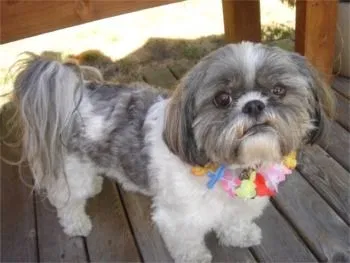Lost dog in Kissimmee, FL, 34741